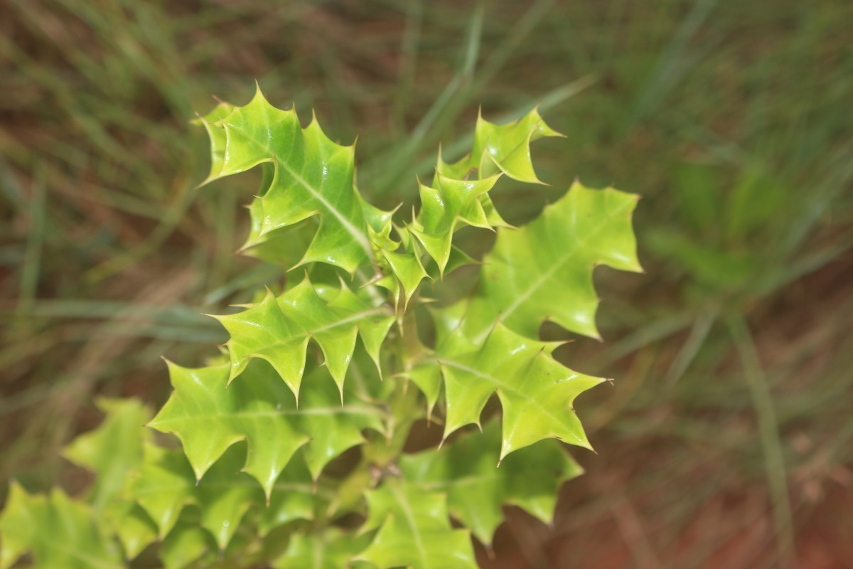 Acanthus ilicifolius L.